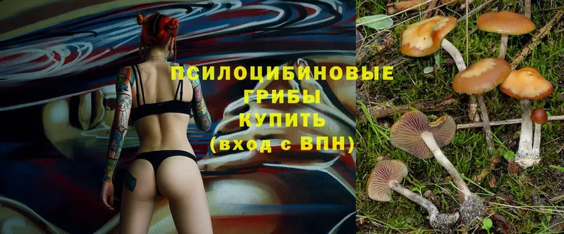 Псилоцибиновые грибы Cubensis  даркнет сайт  Великий Устюг 